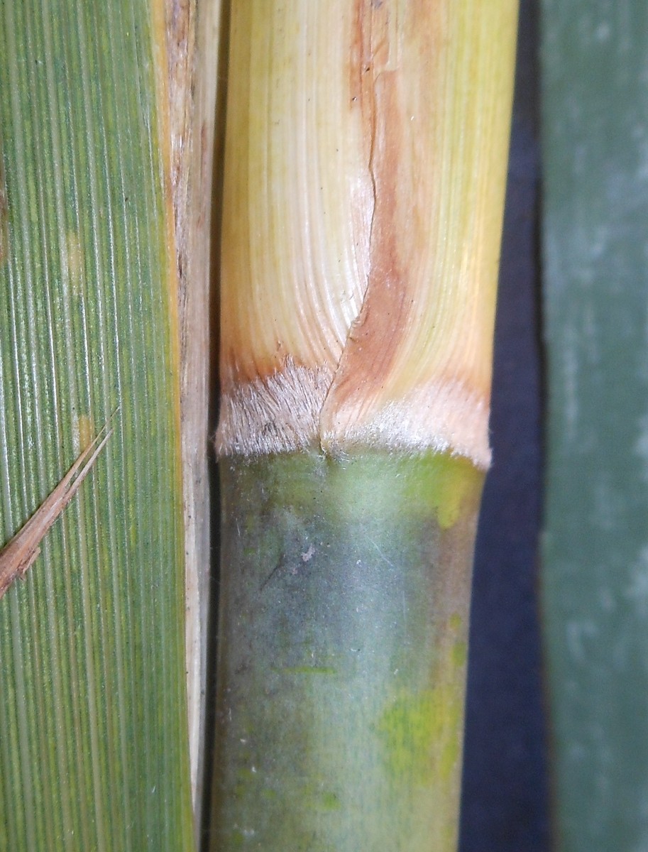 Arundo donaciformis (Loisel.) Hardion, Verlaque & B. Vila